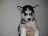 6 Mädels 2 Rüde Reinrassige Sibirian Husky (Lajka)