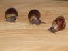 Achatschnecken abzugeben 