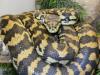 Teppichpython