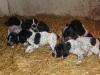 Deutsch Kurzhaar Welpen - Jagdhunde