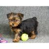 Yorkshireterrier Babys