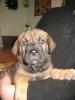 Antikdogge /  Dogge Mix Welpen
