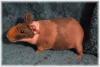 nacktmeerschweinchen