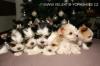 GOLDDUST und BIEWER Yorkshire terrier