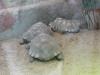 Sulcata,  Aldabra,  Galapagos und andere Schildkröten zu verkaufen