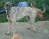 Helga - elegant und sanft!