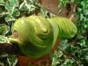 Gebe 1.1 Morelia viridis 03 (Biak)+ Terrarium und Kornnattern+ Terrarium ab.