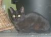 Schmusekater Moris (6 Monate) sucht eine Familie
