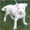 verspielte und liebevolle Welpen für ein neues Rehome