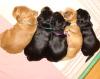 Englische Cocker Spaniel Welpen(golden,  schwarz mit loh,  schwarz)
