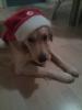 Golden Retriver,  absolut lieber Familienhund sucht neues liebevolles zuhause