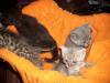 Wunderschöne BKH-Bengalen-Kitten, in den tollen Farben, 