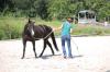 Blidhübsche, Paint Horse Stute