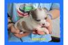Top-Qualitäten Super Extra Klass  Tea-cup  Chihuahua Welpen  Rüden/ Hündin  mit A