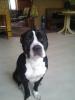 Stafford-Labrador Mischling