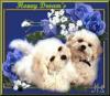 Bichon frise Welpen