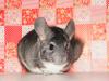 Chinchilla Standard AVT Bock abzugeben