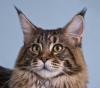 Süße,  typvolle Maine-Coon Babys