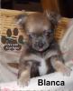 2 Chihuahua Welpen, LH,  mit Papiere suchen ein zuhause