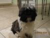 Süße Shi Tzu welpen - 2Rüden