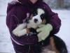  reinrassige Berner Sennenhund Welpen,  10 Wochen