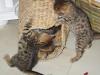 Bengal Kitten - Minileoparden fürs Wohnzimmer in braun,  snow und silver rosetted