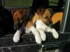 süsse Glatthaarfoxterrier