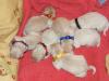 Golden Retriever Welpen