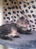 Maine Coon Kater sucht DRINGEND ein neues Zuhause !!!!!!!