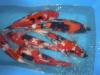 Grosser Einzelfischverkauf! KOI verschiedene Farbschäge 25- 55 cm ab 70, - 