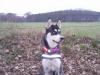 Süßer,  reinrassiger Siberian Husky,  bietet Deckackt an.