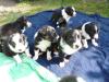 Border Collie Welpen