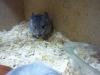 kleine Chinchillas in vielen Farben suchen neue Pelletgeber