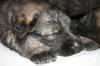 Langstockhaar-Schäferhunde Welpen aus Arbeitslinie  (VD/ F.C.I.)