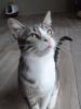 Schmusekater Charly sucht ein zu Hause