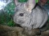 Chinchillas