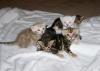 Bengal Kitten - Minileoparden fürs Wohnzimmer in braun,  snow und silver rosetted