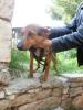 Cora   sie wurde in Constanzes Zwinger entdeckt   sie ist Mrs Elenis No 35