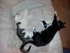 2 kleine,  süße Katzenkinder suchen ein neues zu Hause
