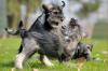 MITTELSCHNAUZER /  Schnauzer Welpen PFEFFER-Salz