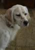 Ivi   English Setter. Wir kennen ihre Vergangenheit nicht,  aber wir können ihre 