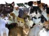 Liebevolle Katzenbetreuung in ganz Bln,  auch kurzfristig möglich