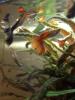 Guppys aus eigene Hobby-Zucht