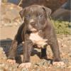 American Pit Bull terrier 