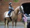 Welsh Pony - wallach,  Stute. 