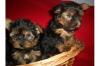  Yorkshire Terrier  9 Wochen 250, - Euro mit Ahnentafel,  geimpft und mehrfach ent
