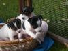 dreifarbige jack russelwelpen zu verkaufen