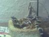 Leopardgecko Nachzucht 01. und 02. 2012 abzugeben