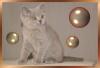 Bkh lilac Kater sucht ein Zuhause !