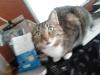 grau-getigerter Kater seit 08.05.2012 in 61231 Bad Nauheim vermisst